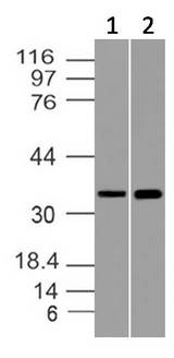 GAPDH Antibody - Fig-4: Western blot analysis of GAPDH. Anti-GAPDH antibody was used at 4 µg/ml on (1) CHO-K1 and (2) CHO/PD1 transfected Lysates.
