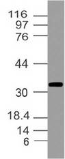 GAPDH Antibody - Fig-5: Western blot analysis of GAPDH. Anti-GAPDH antibody was used at 4 µg/ml on Raw cell Lysate.