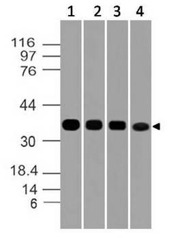 GAPDH Antibody - Fig-6: Western blot analysis of GAPDH. Anti-GAPDH antibody was used at 1 µg/ml on (1) h Lung, (2) h Testis, (3) h Liver and (4) h Ovary lysates.