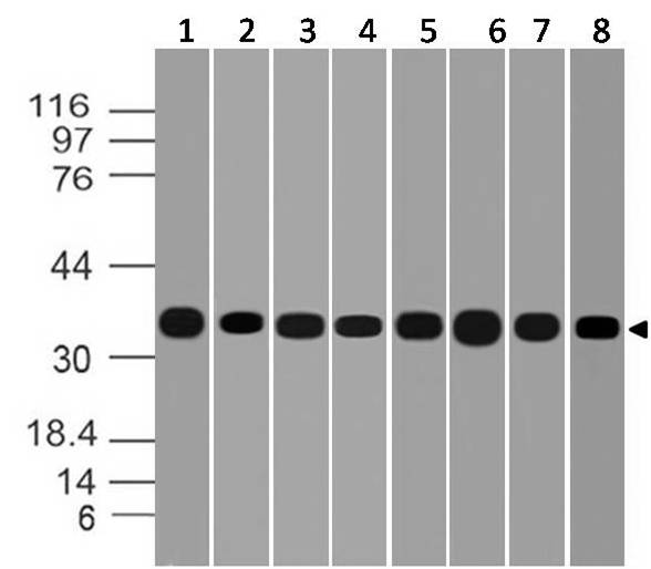 GAPDH Antibody - Fig-9: Western blot analysis of GAPDH. Anti-GAPDH antibody was used at 1 µg/ml on (1) U937, (2) Saos2, (3) A431, (4) K562, (5) U87, (6) MCF-7, (7) Snu1 and (8) Jurkat lysates.
