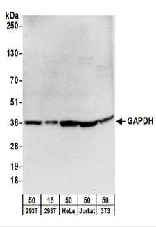 GAPDH Antibody - Detection of Human and Mouse GAPDH by Western Blot. Samples: Whole cell lysate from 293T (15 and 50 ug), HeLa (50 ug), Jurkat (50 ug), and mouse NIH3T3 (50 ug) cells. Antibodies: Affinity purified goat anti-GAPDH antibody used for WB at 1 ug/ml. Detection: Chemiluminescence with an exposure time of 30 seconds.