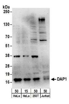 GAPDH Antibody - Detection of human DAP1 by western blot. Samples: Whole cell lysate from HeLa (15 and 50 µg), HEK293T (50µg), and Jurkat (50 µg) cells. Antibodies: Affinity purified rabbit anti-DAP1 antibody used for WB at 1 µg/ml. Detection: Chemiluminescence with an exposure time of 3 minutes.
