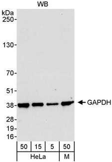 GAPDH Antibody - Detection of Human and Mouse GAPDH by Western Blot. Samples: Whole cell lysate from HeLa (5, 15 and 50 ug) and mouse NIH3T3 (M; 50 ug). Antibody: Affinity purified rabbit anti-GAPDH antibody used at 0.04 ug/ml. Detection: Chemiluminescence with an exposure time of 10 seconds.