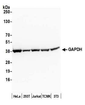 GAPDH Antibody - Detection of human and mouse GAPDH by western blot. Samples: Whole cell lysate (50 µg) from HeLa, HEK293T, Jurkat, mouse TCMK-1, and mouse NIH 3T3 cells prepared using NETN lysis buffer. Antibody: Affinity purified rabbit anti-GAPDH antibody used for WB at 0.1 µg/ml. Detection: Chemiluminescence with an exposure time of 30 seconds.