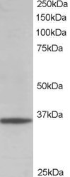 GAPDH Antibody - Staining (0.01 ug/ml) of 293 lysate (RIPA buffer, 35 ug total protein per lane). Primary incubated for 1 hour. Detected using chemiluminescence.