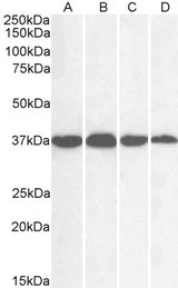 GAPDH Antibody - GAPDH antibody (0.01µg/ml) staining of cell lines HEK293 (A) and HeLa (B) and Human Liver (C) and Tonsil (D) lysate (35µg protein in RIPA buffer). Detected by chemiluminescence.