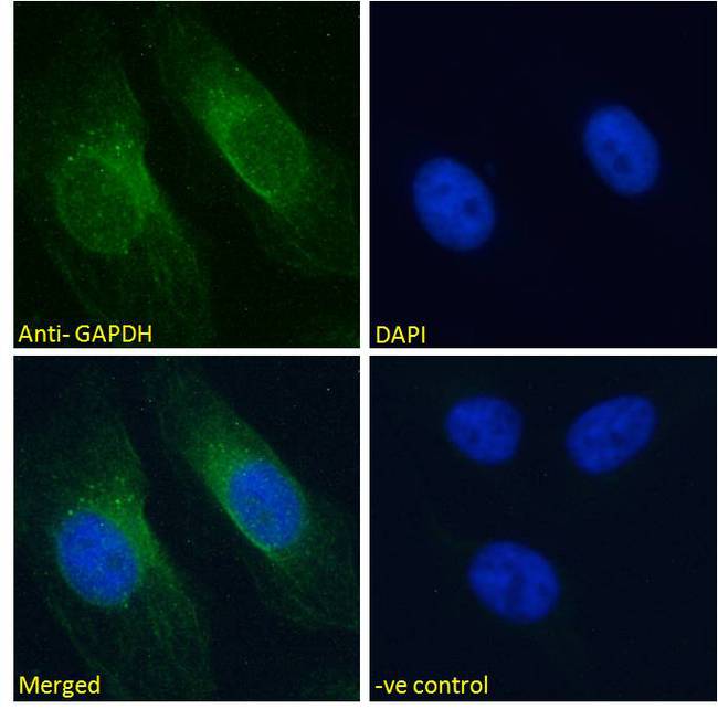 GAPDH Antibody - GAPDH (C Terminus) Loading Control Antibody Immunofluorescence analysis of paraformaldehyde fixed HeLa cells, permeabilized with 0.15% Triton. Primary incubation 1hr (10ug/ml) followed by Alexa Fluor 488 secondary antibody (2ug/ml), showing cytoplasmic and vesicle staining. The nuclear stain is DAPI (blue). Negative control: Unimmunized goat IgG (10ug/ml) followed by Alexa Fluor 488 secondary antibody (2ug/ml).