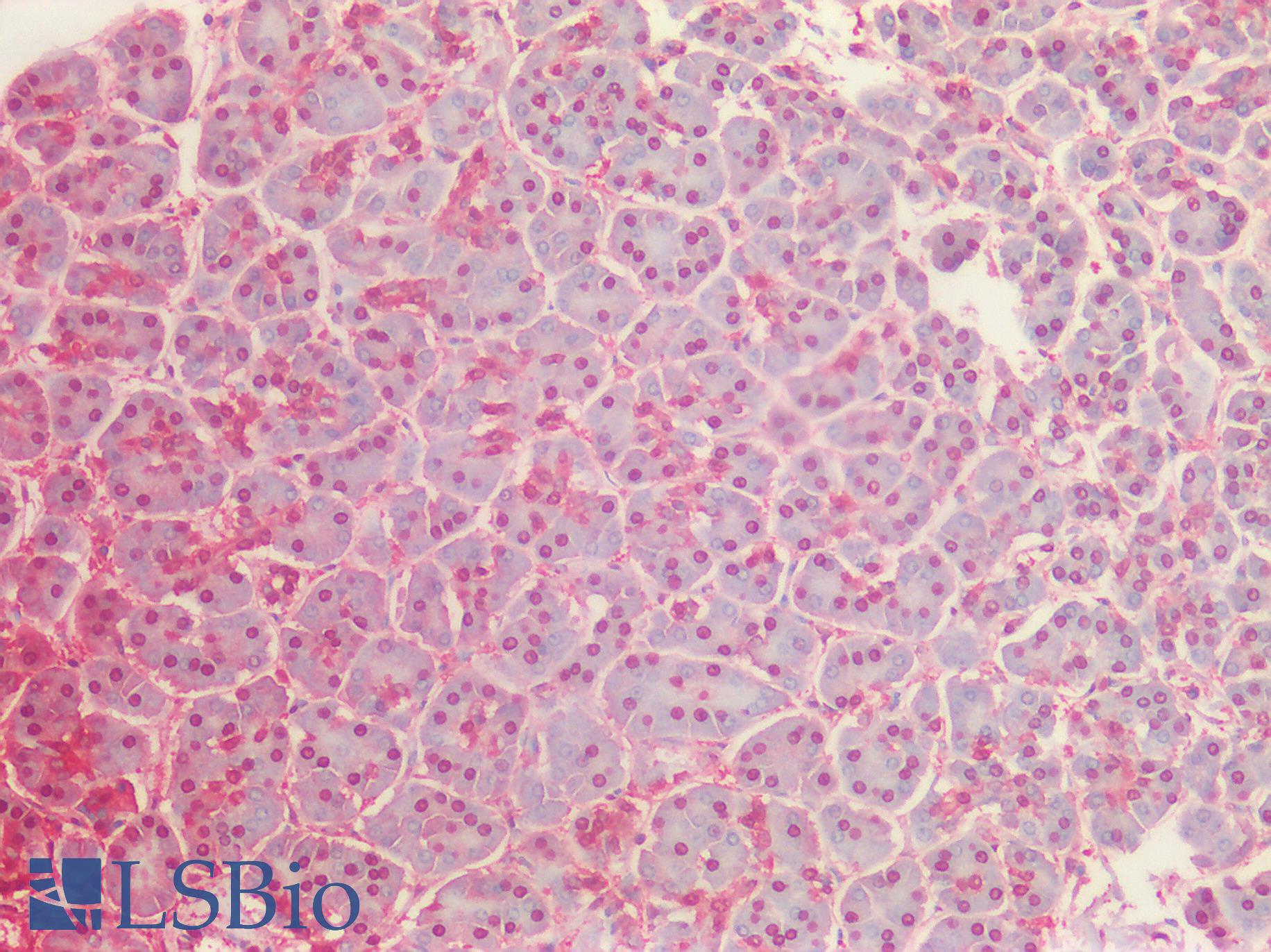 GAPDH Antibody - Human Pancreas: Formalin-Fixed, Paraffin-Embedded (FFPE)
