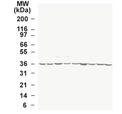 GAPDH Antibody - Western blot of GAPDH in the multiple human tumor cell line lysate INSTA-Blot using antibody at 0.25 ug/ml.