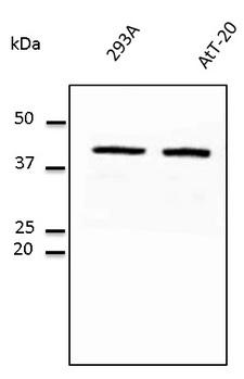 GAPDH Antibody - Western blot. Anti-GAPDH antibody at 1:500 dilution. Lysates at 50 ug per lane. Rabbit polyclonal to goat IgG (HRP) at 1:10000 dilution.