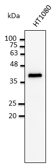 GAPDH Antibody - Anti-GAPDH Ab at 1:2,500 dilution; lysates at 50 ug per lane; Rabbit polyclonal to goat IgG (HRP) at 1:10,000 dilution;