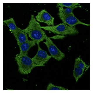 GAPDH Antibody - Immunofluorescence - anti-GAPDH Ab in Hepa1-6 cells at 1:50 dilution; cells were fixed with methanol;