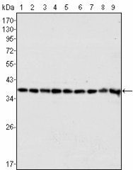 GAPDH Antibody - Western blot of GAPDH mouse mAb against HeLa (1), A549 (2), A431 (3), MCF-7 (4), K562 (5), Jurkat (6), HL60 (7), SKN-SH (8) and SKBR-3 (9) cell lysate.