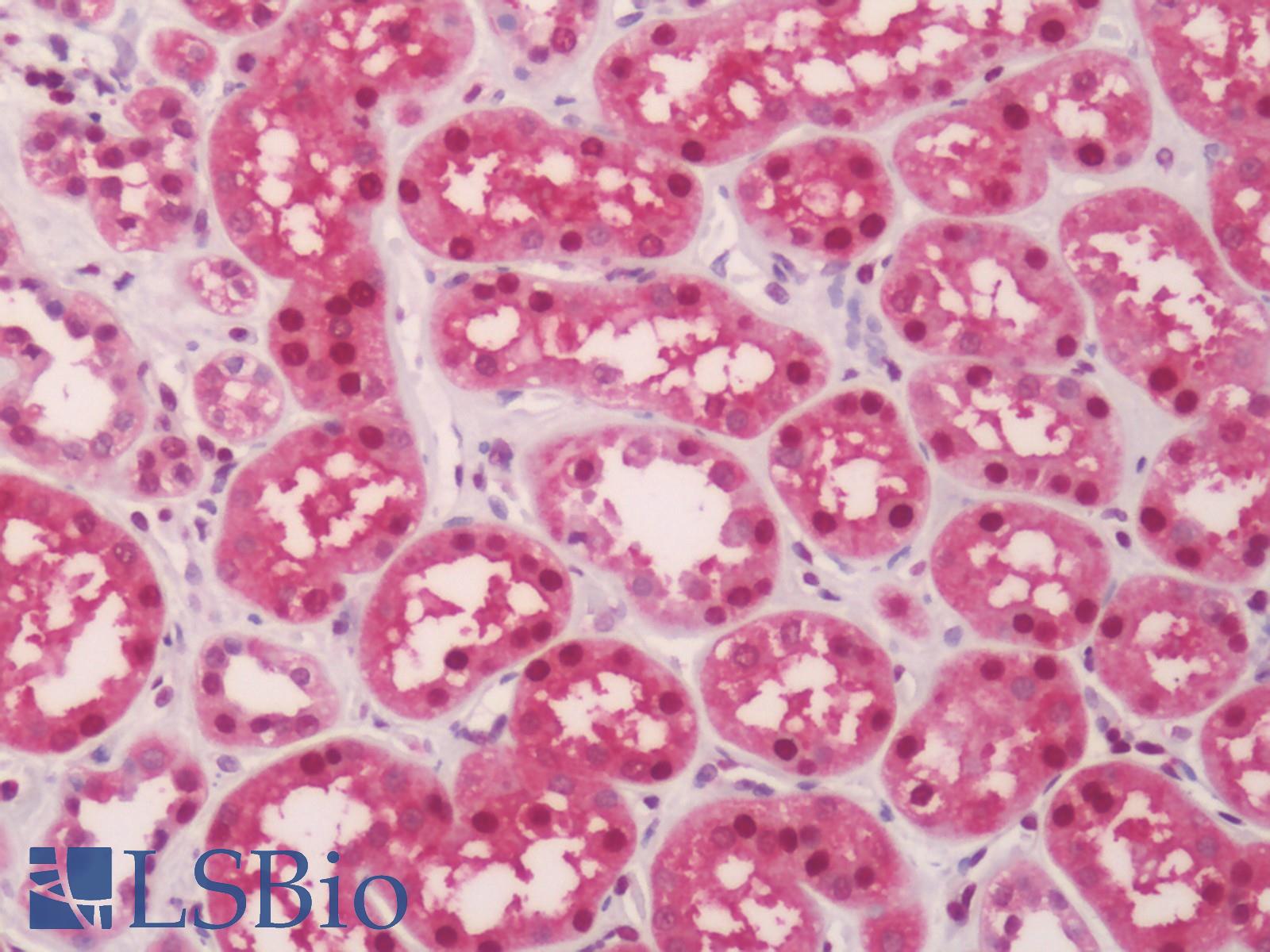 GAPDH Antibody - Human Kidney: Formalin Fixed, Paraffin Embedded (FFPE).  This image was taken for the unconjugated form of this product. Other forms have not been tested.