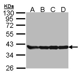GAPDH Antibody - Sample (30 ug of whole cell lysate). A: 293T. B: A431. C: H1299. D: Hela. 10% SDS PAGE. GAPDH antibody diluted at 1:5000. 