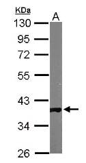 GAPDH Antibody - Sample (50 ug of whole cell lysate) A: Mouse Brain. 10% SDS PAGE. GAPDH Antibody diluted at 1:10000.