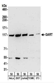 GART / GARS Antibody - Detection of Human and Mouse GART by Western Blot. Samples: Whole cell lysate (50 ug) from HeLa, 293T, Jurkat, mouse TCMK-1, and mouse NIH3T3 cells. Antibodies: Affinity purified rabbit anti-GART antibody used for WB at 0.1 ug/ml. Detection: Chemiluminescence with an exposure time of 3 minutes.