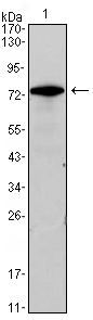 GATA3 Antibody - Western blot using GATA3 mouse monoclonal antibody against GATA3(AA: full length)-hIgGFc transfected HEK293 cell lysate.