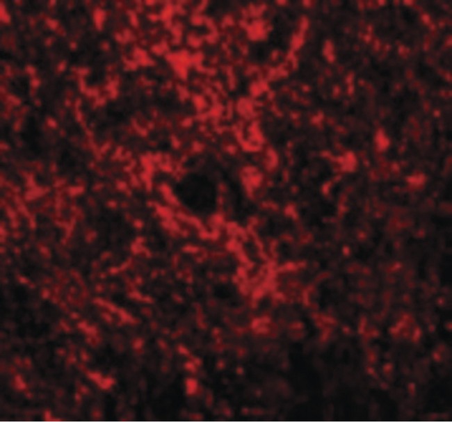 GATA3 Antibody - Immunofluorescence of GATA3 in Rat Brain cells with GATA3 antibody at 20 ug/ml.