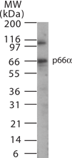 GATAD2A Antibody - Western blot of p66a in 15 ugs of HeLa cell lysate using antibody at 1:500 dilution.