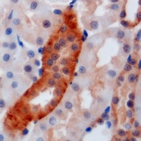 GATM / AGAT Antibody - Immunohistochemical analysis of AGAT staining in mouse kidney formalin fixed paraffin embedded tissue section. The section was pre-treated using heat mediated antigen retrieval with sodium citrate buffer (pH 6.0). The section was then incubated with the antibody at room temperature and detected using an HRP conjugated compact polymer system. DAB was used as the chromogen. The section was then counterstained with hematoxylin and mounted with DPX.