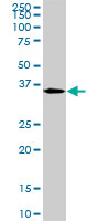 GAX / MEOX2 Antibody - MEOX2 monoclonal antibody clone 6A5. Western blot of MEOX2 expression in NIH/3T3.