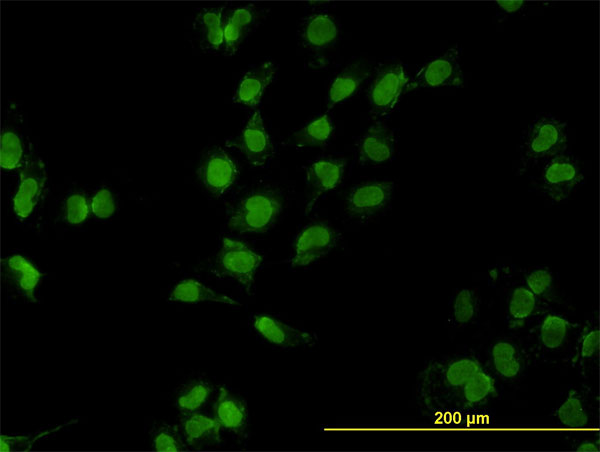 GAX / MEOX2 Antibody - Immunofluorescence of monoclonal antibody to MEOX2 on HeLa cell. [antibody concentration 10 ug/ml]