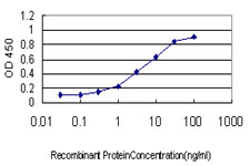 GAX / MEOX2 Antibody - Detection limit for recombinant GST tagged MEOX2 is approximately 0.3 ng/ml as a capture antibody.