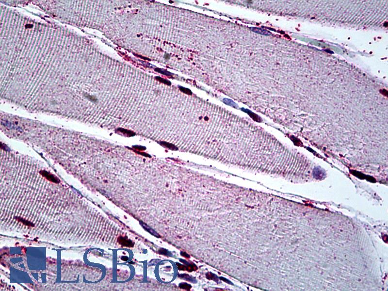 GAX / MEOX2 Antibody - Anti-MEOX2 antibody IHC of human skeletal muscle. Immunohistochemistry of formalin-fixed, paraffin-embedded tissue after heat-induced antigen retrieval. Antibody concentration 5 ug/ml.