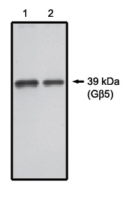 GB5 / GNB5 Antibody - Western blot of G 5 antibody on 20 ng (1) and 10 ng (2) purified G 5 protein.