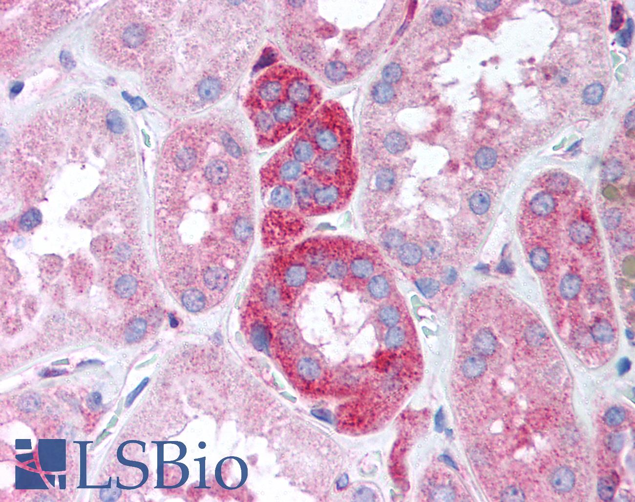 GB5 / GNB5 Antibody - Anti-GNB5 antibody IHC of human kidney. Immunohistochemistry of formalin-fixed, paraffin-embedded tissue after heat-induced antigen retrieval. Antibody concentration 20 ug/ml.