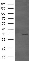 GBAS Antibody - HEK293T cells were transfected with the pCMV6-ENTRY control (Left lane) or pCMV6-ENTRY GBAS (Right lane) cDNA for 48 hrs and lysed. Equivalent amounts of cell lysates (5 ug per lane) were separated by SDS-PAGE and immunoblotted with anti-GBAS.