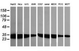 GBAS Antibody - Western blot of extracts (35ug) from 9 different cell lines by using anti-GBAS monoclonal antibody (HepG2: human; HeLa: human; SVT2: mouse; A549: human; COS7: monkey; Jurkat: human; MDCK: canine; PC12: rat; MCF7: human).