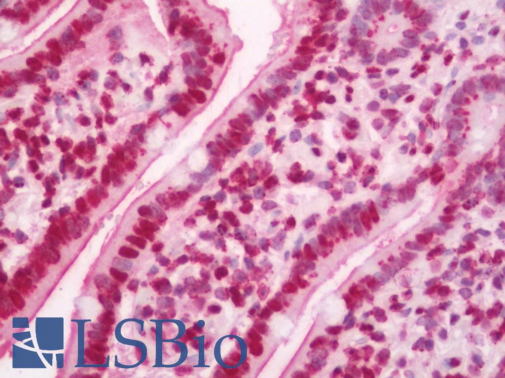 GBP2 Antibody - Human Small Intestine: Formalin-Fixed, Paraffin-Embedded (FFPE)