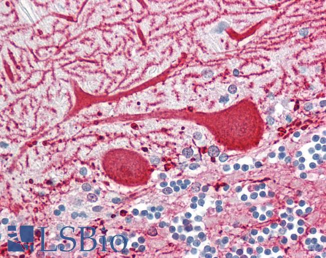 GBP4 / Mpa2 Antibody - Anti-GBP4 / Mpa2 antibody IHC of human brain, cerebellum. Immunohistochemistry of formalin-fixed, paraffin-embedded tissue after heat-induced antigen retrieval. Antibody dilution 5 ug/ml.