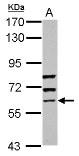 GBP5 Antibody - Sample (30 ug of whole cell lysate) A: HeLa 7.5% SDS PAGE GBP5 antibody diluted at 1:2000