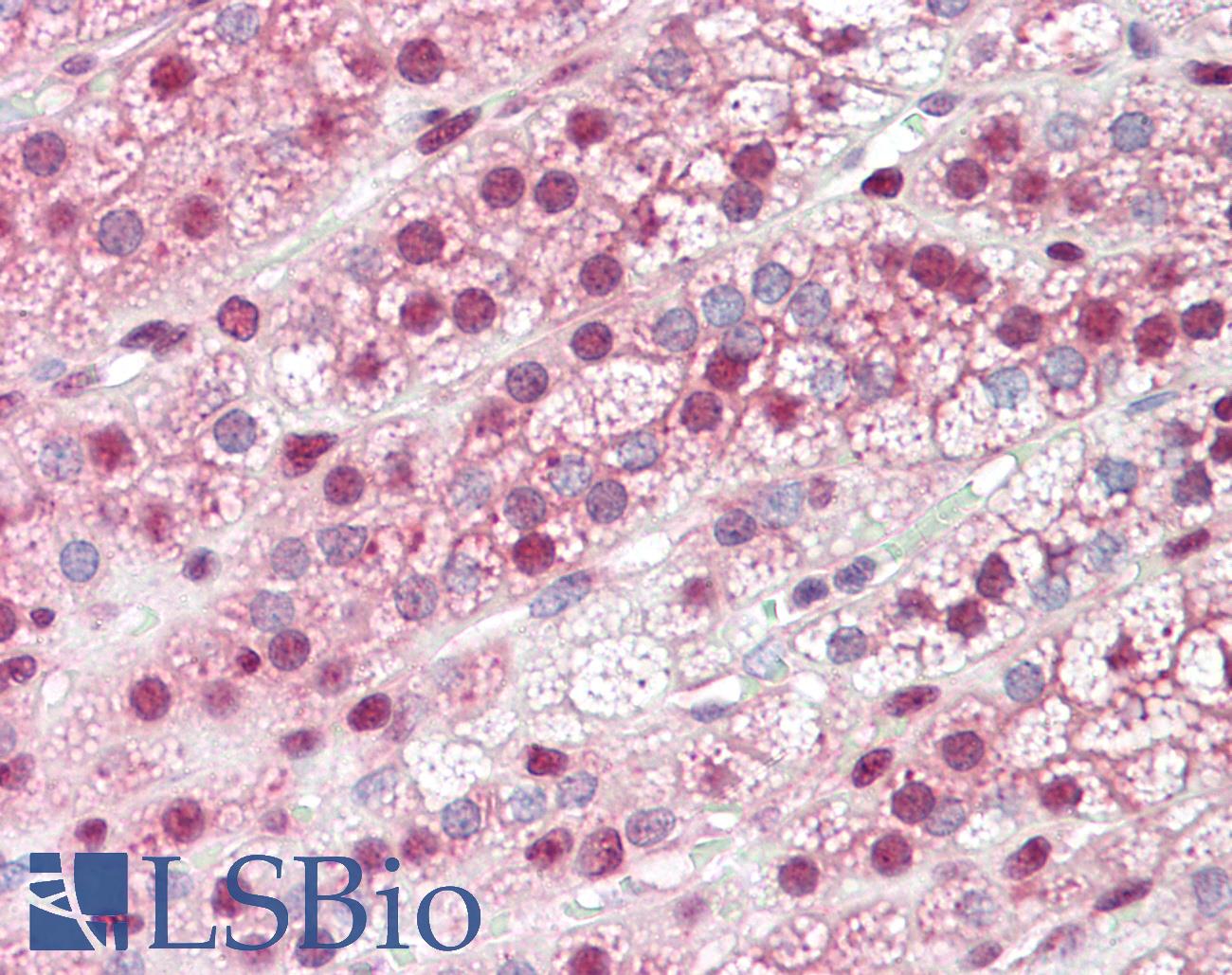 GBP6 Antibody - Anti-GBP6 antibody IHC staining of human adrenal. Immunohistochemistry of formalin-fixed, paraffin-embedded tissue after heat-induced antigen retrieval.