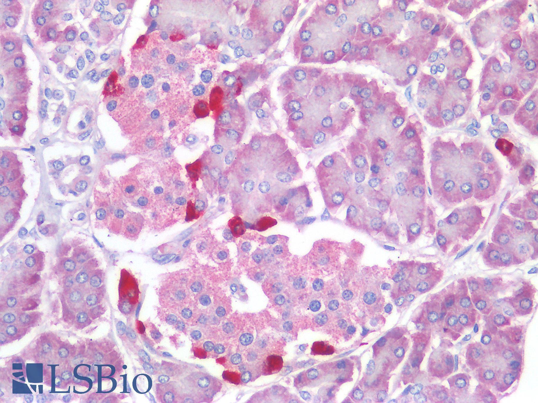 GCG / Glucagon Antibody - Human Pancreas, Islets of Langerhans: Formalin-Fixed, Paraffin-Embedded (FFPE)