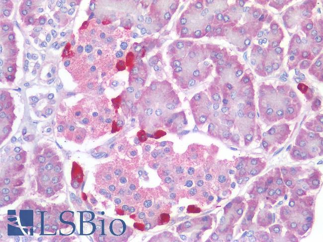 GCG / Glucagon Antibody - Human Pancreas, Islets of Langerhans: Formalin-Fixed, Paraffin-Embedded (FFPE)