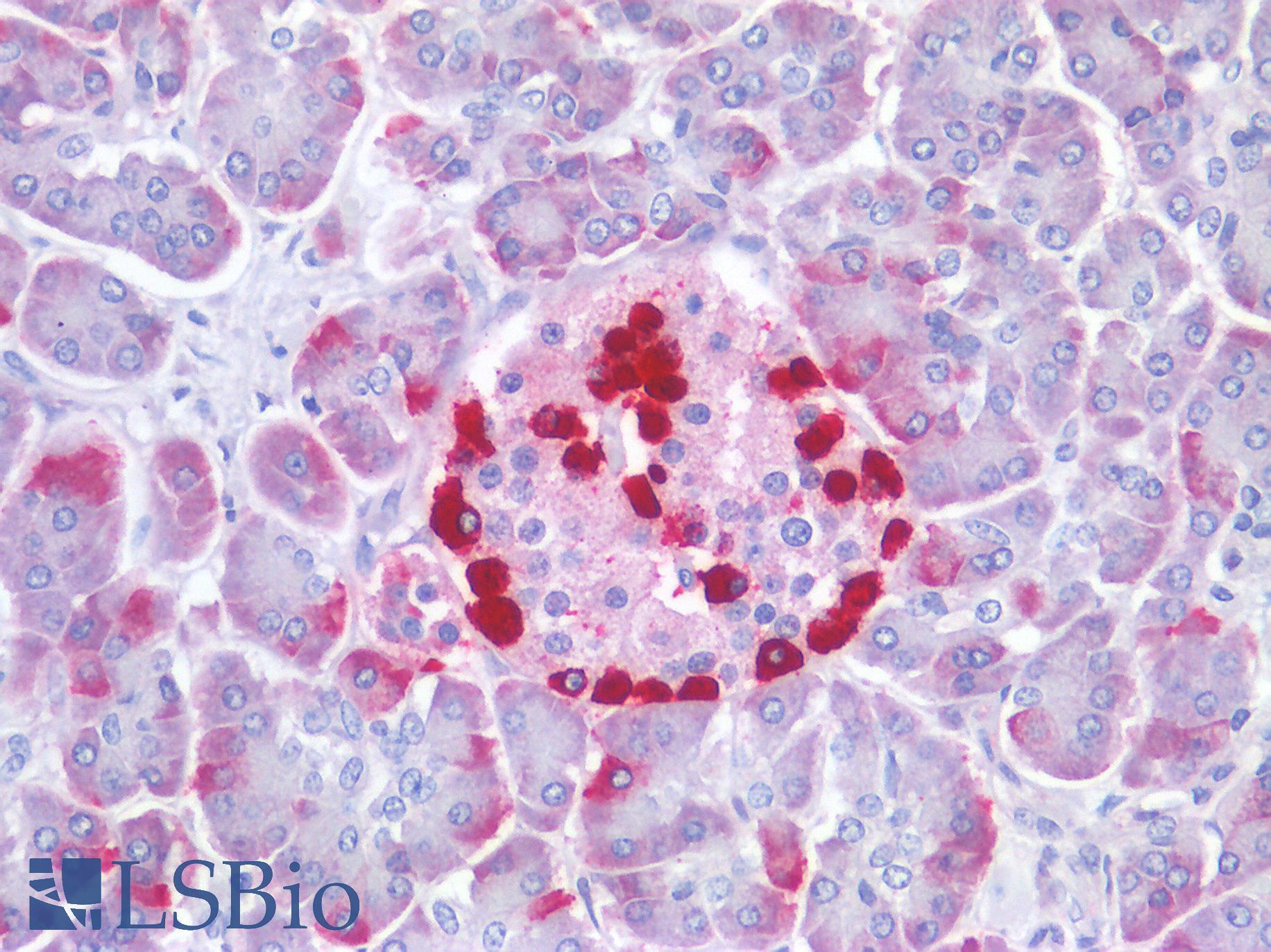GCG / Glucagon Antibody - Human Pancreas,  Islets of Langerhans: Formalin-Fixed, Paraffin-Embedded (FFPE)