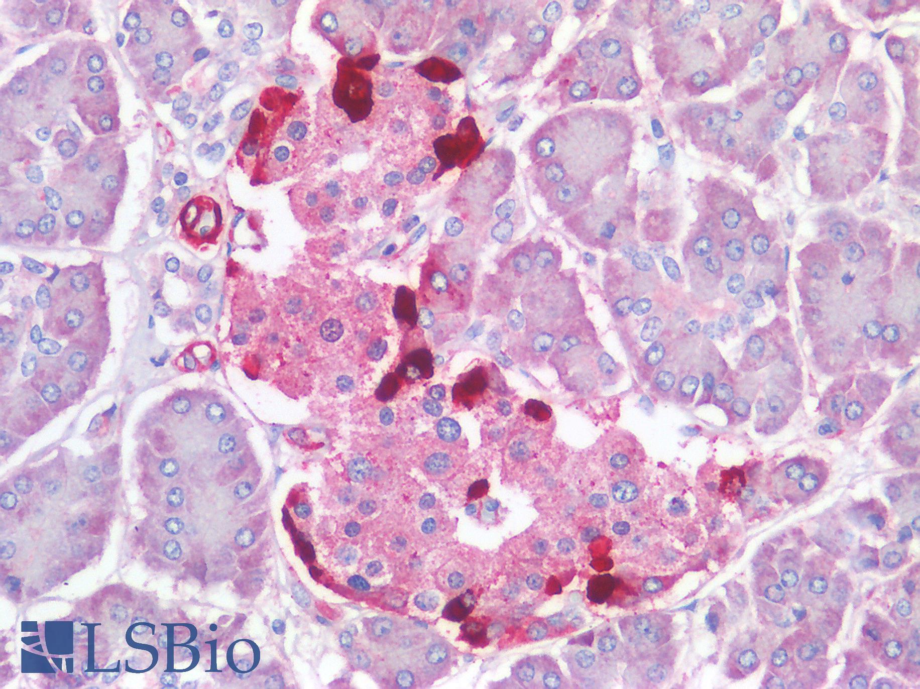 GCG / Glucagon Antibody - Human Pancreas, Islets of Langerhans: Formalin-Fixed, Paraffin-Embedded (FFPE)