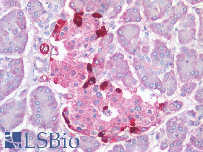 GCG / Glucagon Antibody - Human Pancreas, Islets of Langerhans: Formalin-Fixed, Paraffin-Embedded (FFPE)