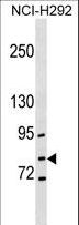 GCLC Antibody - GCLC Antibody western blot of NCI-H292 cell line lysates (35 ug/lane). The GCLC antibody detected the GCLC protein (arrow).