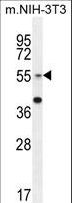GCNT3 Antibody - GCNT3 Antibody western blot of mouse NIH-3T3 cell line lysates (35 ug/lane). The GCNT3 antibody detected the GCNT3 protein (arrow).