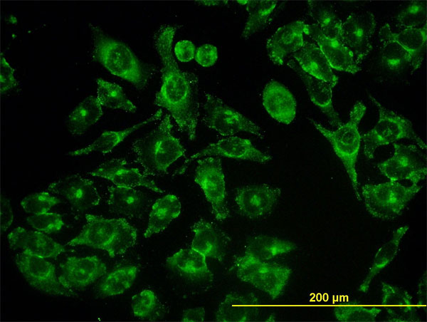 GCP60 / ACBD3 Antibody - Immunofluorescence of monoclonal antibody to ACBD3 on HeLa cell (antibody concentration 10 ug/ml).