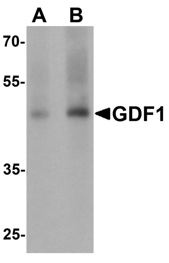 GDF1 Antibody - Western blot analysis of GDF1 in rat lung tissue lysate with GDF1 antibody at (A) 1 and (B) 2 ug/ml.
