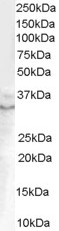 GDF15 Antibody - Antibody (0.1 ug/ml) staining of Human Prostate lysate (35 ug protein in RIPA buffer). Primary incubation was 1 hour. Detected by chemiluminescence.
