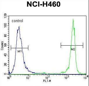 GDF15 Antibody - GDF15 Antibody flow cytometry of NCI-H460 cells (right histogram) compared to a negative control cell (left histogram). FITC-conjugated goat-anti-rabbit secondary antibodies were used for the analysis.