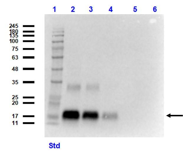 GDF15 Antibody - Western blot analysis of Anti-GDF15 antibody (LS-B8327, 1 µg/ml). Lane 1: Protein Standard Opal Pre-stained. Lane 2: HeLa lysate [10 µl] + recomb. GDF15 [0.05 µg]. Lane 3: HeLa lysate [10 µl] + recomb. GDF15 [0.02 µg]. Lane 4: HeLa lysate [10 µl] + recomb. GDF15 [0.01 µg]. Lane 5: HeLa lysate [10 µl]. Lane 6: HeLa lysate [10 µl] + MBP [0.05 µg]. Antibody produced band at ~17 kDa (predicted MW: 17 kDA).