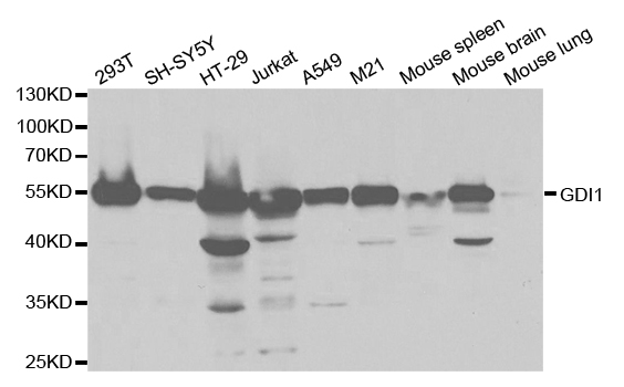 GDI1 Antibody - Western blot analysis of extracts of various cell lines, using GDI1 antibody.